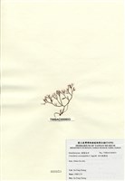 藏品(傘房龍鬚菜)的圖片